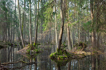 Image showing Springtime wet mixed forest with standing water