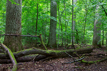 Image showing Primeval deciduous stand of natural stand in summertime