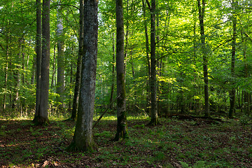 Image showing Deciduous stand of Bialowieza Forest in morning