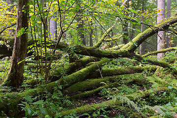 Image showing Old oak tree broken lying in summertime forest