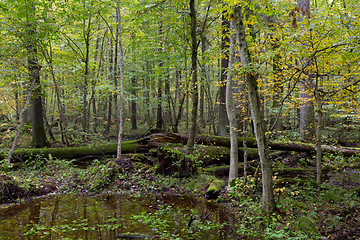 Image showing Old oak tree and water in late fall forest