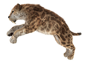 Image showing Big Cat Smilodon