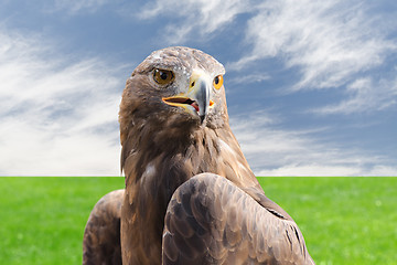 Image showing Golden eagle strong raptor bird against cloudy sky and grass