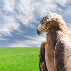 Image showing Vertical profile portrait of golden eagle over sky and grass