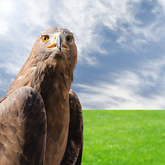 Image showing Predator bird golden eagle over natural sunny background
