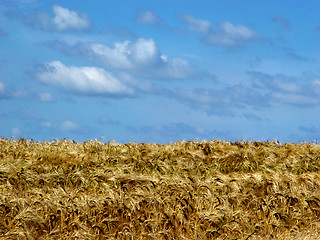 Image showing field of ripe barley
