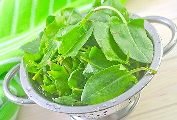 Image showing sorrel