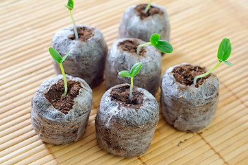 Image showing sprouts