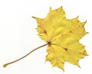 Image showing autumnal leaf