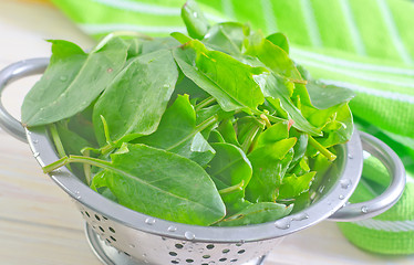 Image showing sorrel