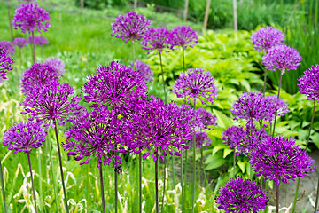 Image showing Purple Allium flower.