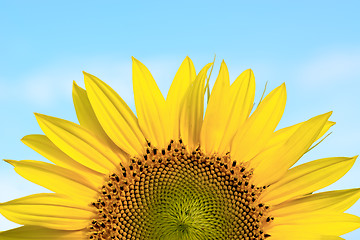 Image showing Sunflower against the blue sky.