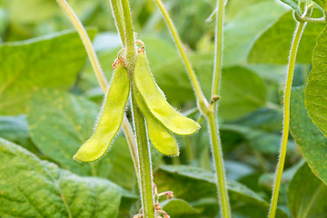 Image showing Young green soya bean.