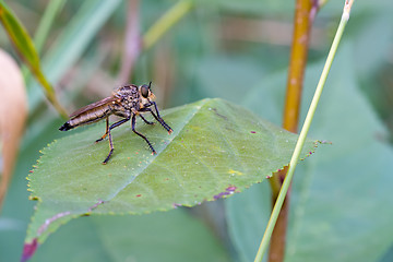 Image showing Fly on a green leaf.