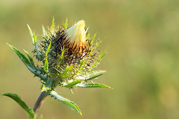 Image showing Bud Carline thistle.