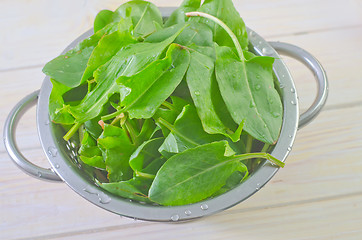 Image showing sorrel