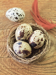 Image showing quail eggs