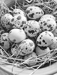 Image showing raw guail eggs