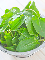 Image showing sorrel