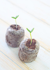 Image showing sprouts