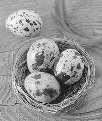 Image showing quail eggs