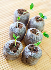 Image showing sprouts