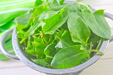 Image showing sorrel