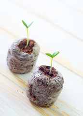 Image showing sprouts