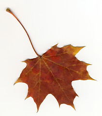 Image showing autumnal leaf