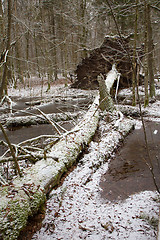 Image showing Old natural stand of Bialowieza Forest by water