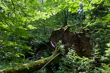 Image showing Wind fall over huge spruce tree in summer