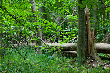 Image showing Old broken spruce in summertime forest stand