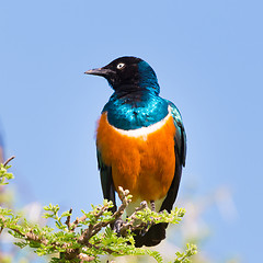 Image showing Superb Starling Bird, Lamprotornis superbus.