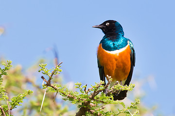 Image showing Superb Starling Bird, Lamprotornis superbus.