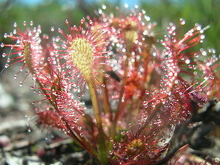 Image showing Sundew