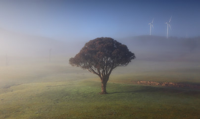 Image showing Rolling hills with morning fog lonely tree and windmills