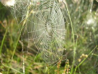 Image showing Spiderweb