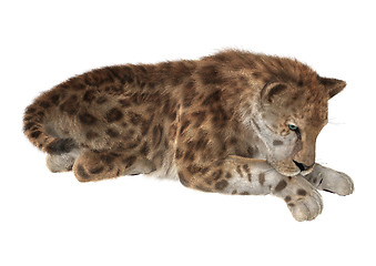 Image showing Big Cat Smilodon