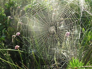 Image showing Spiderweb