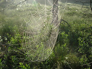 Image showing Spiderweb