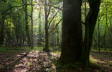 Image showing Summer sunset with light entering rich deciduous stand