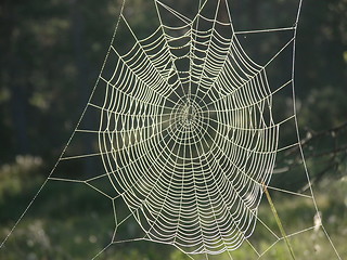 Image showing Spiderweb