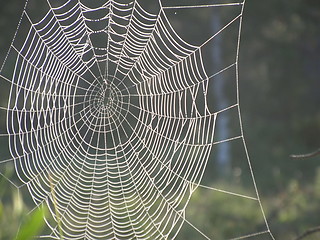 Image showing Spiderweb