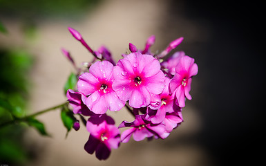 Image showing Authumn phlox