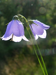 Image showing Bluebell