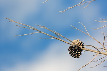 Image showing Abstract hoto of some winter branches