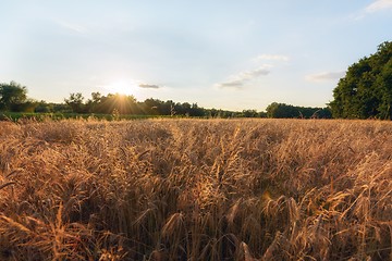 Image showing Large agricultural field with cereal