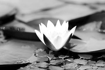 Image showing Water lily in the lake