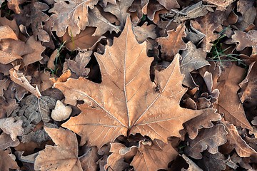 Image showing Fallen leaves