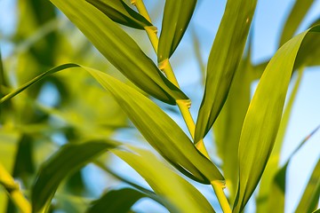 Image showing Fresh green plants outdoors 